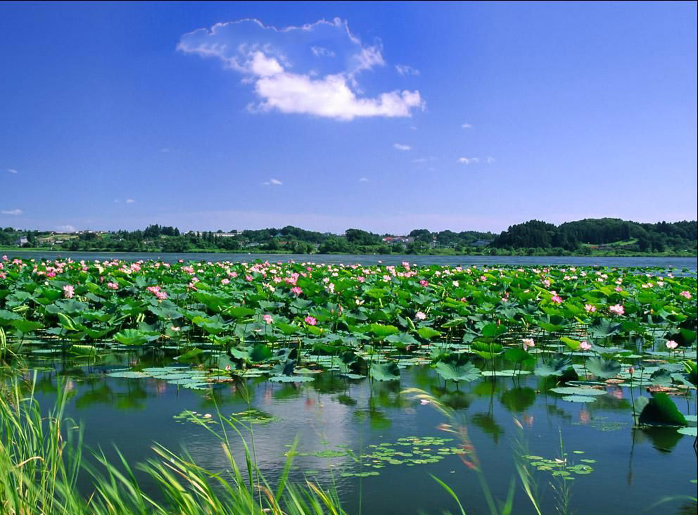 微山湖红荷湿地景区 微山湖红荷湿地景区