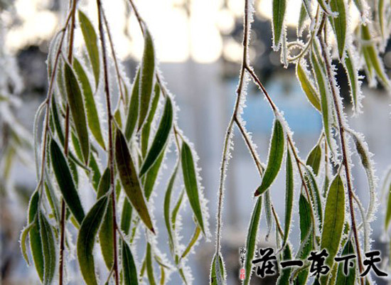台儿庄古城冬景雾凇垂柳
