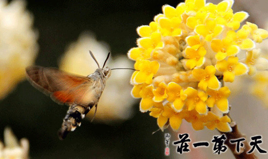 2019年枣庄旅游春暖花开的台儿庄古城