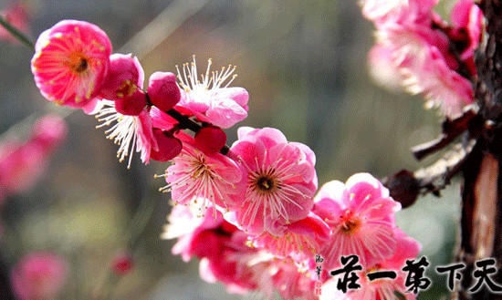 2019年枣庄旅游春暖花开的台儿庄古城