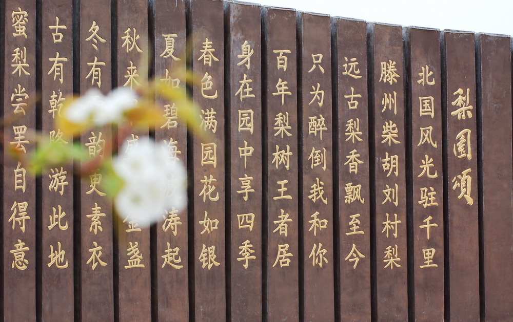 枣庄旅游美图：刘村梨园
