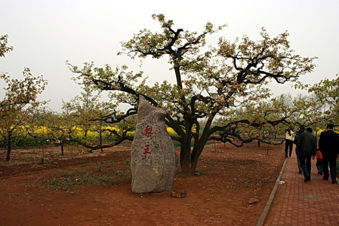 枣庄旅游美图：刘村梨园