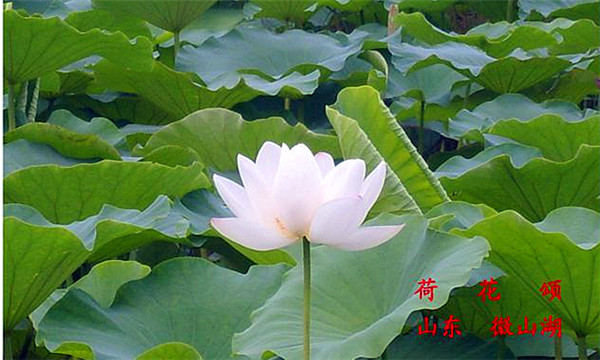 枣庄旅行社推荐美图：微山湖四季美景