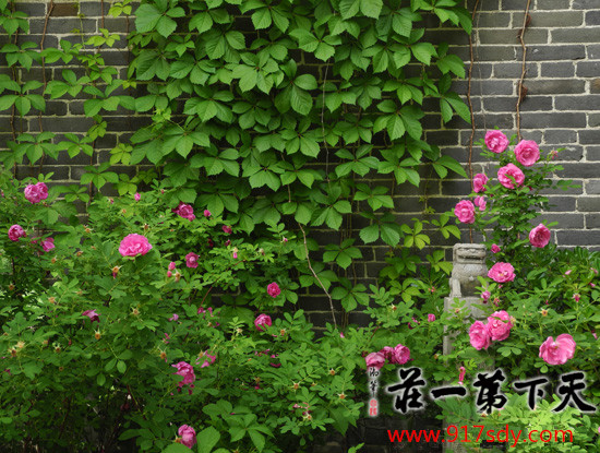 【图片欣赏】台儿庄古城初夏美景